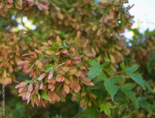 The seeds of a maple tree known for their helicopter effect when they fall in beautiful red  brown  and green colors in Central Oregon. 