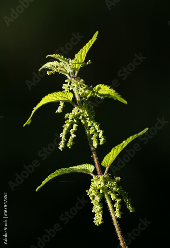 Single nettle, Urtica dioica, against black background.