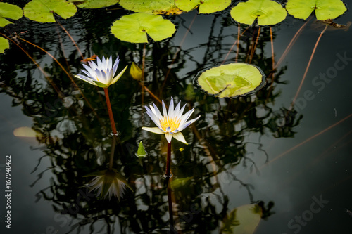 Blue white lotus flower