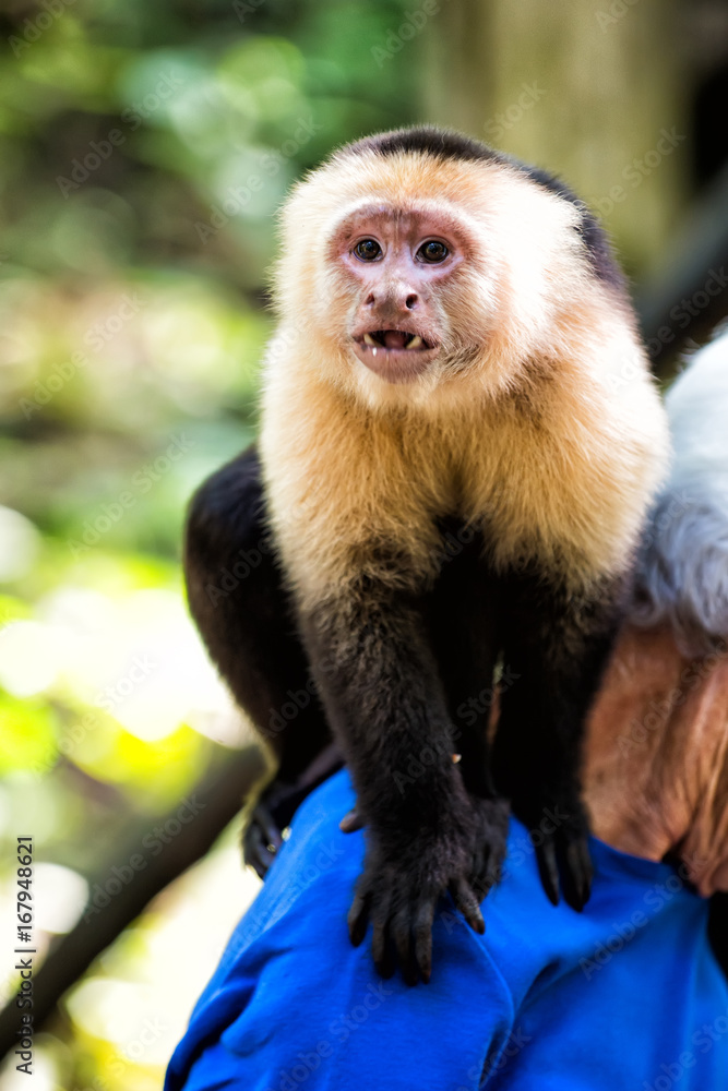 Fototapeta premium Capuchin monkey sitting on male shoulder in Honduras