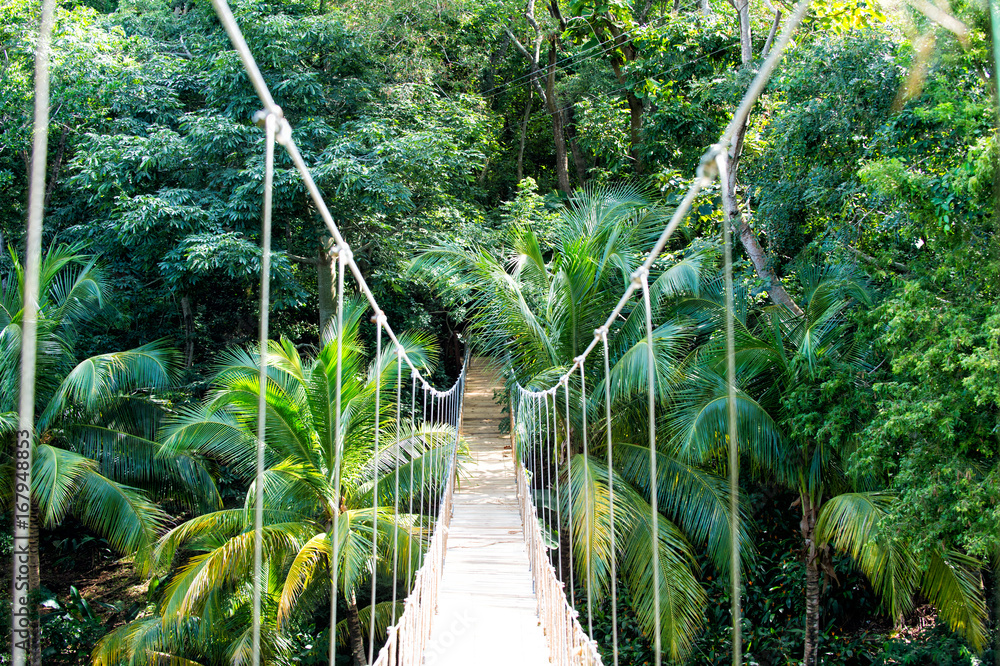 Fototapeta Dżungli linowy mosta obwieszenie w tropikalnym lesie deszczowym Honduras