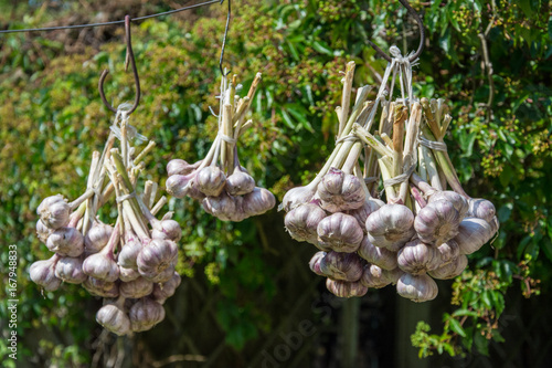 Three bundles of garlic hanging on a line, drying in the sun