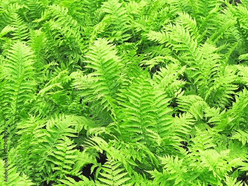 Thickets fern, scabbard, dryopteris, natural green background. Dryopteris filix-mas, Pteridium aquilinum