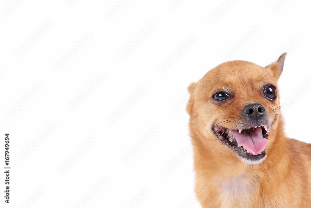 Funny brown dog on a white background