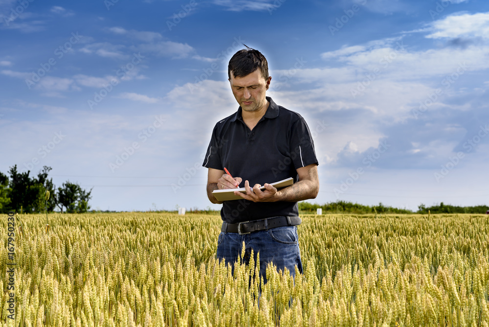 A man examines the field of grain A man examines the field of grain