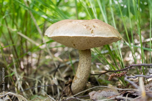 Great white mushroom in the grass in the nature