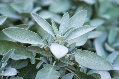 Plant of sage, aromatic herb, closeup photo