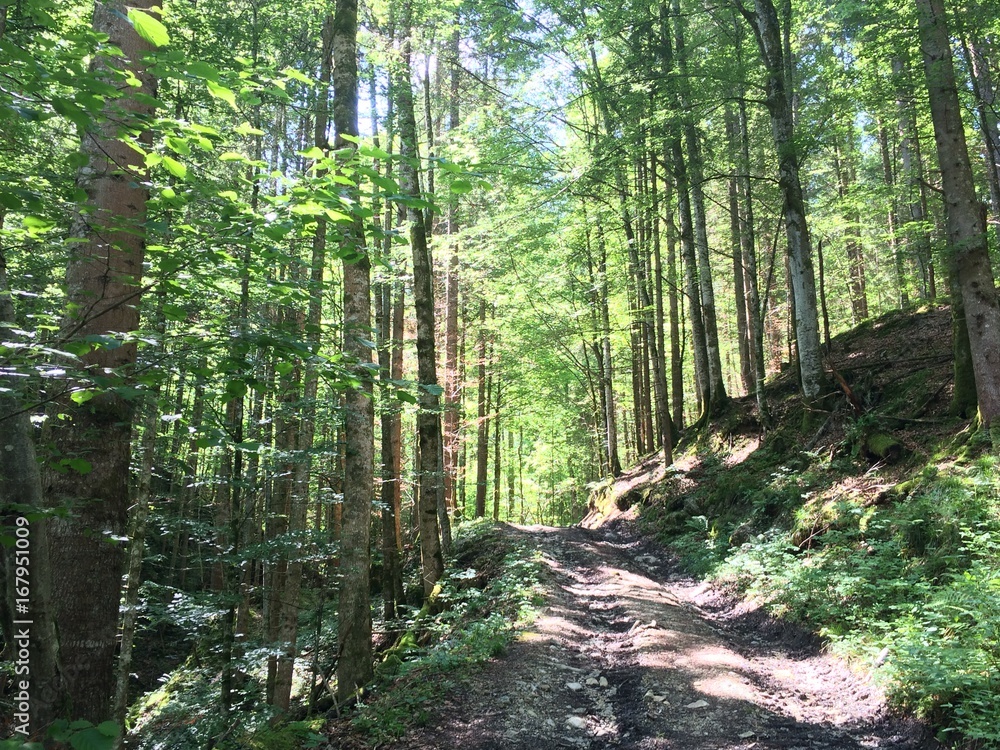 Obraz premium Beautiful view in a German forest