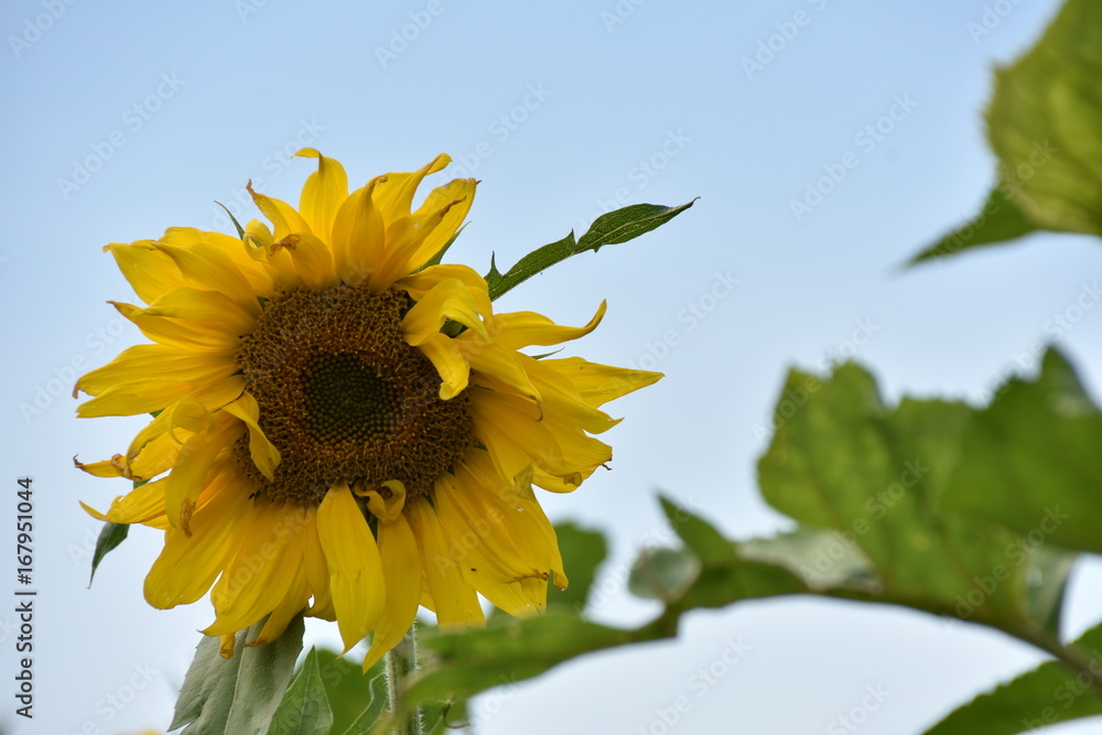 Sonnenblume im Spätsommer