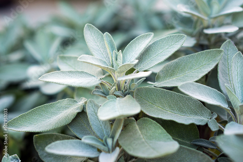 Plant of sage, aromatic herb, closeup