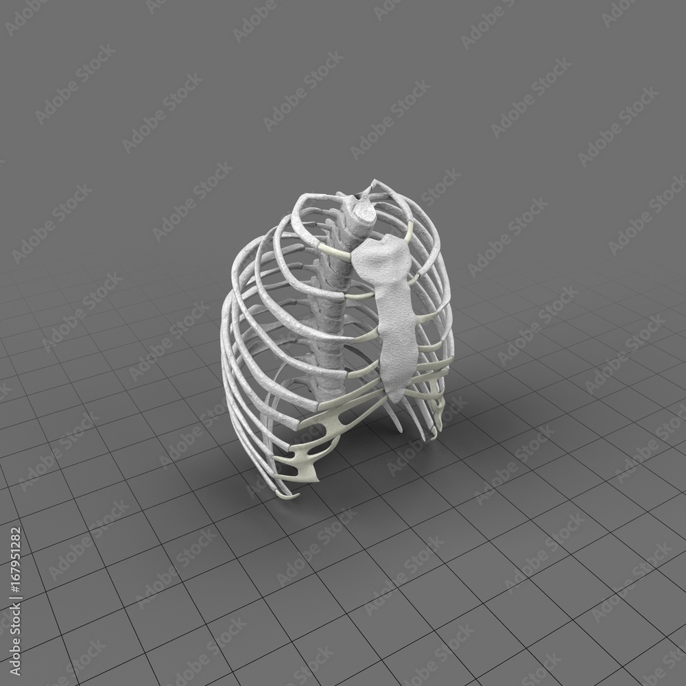 Anatomy Human Rib Cage Stock 3D asset | Adobe Stock