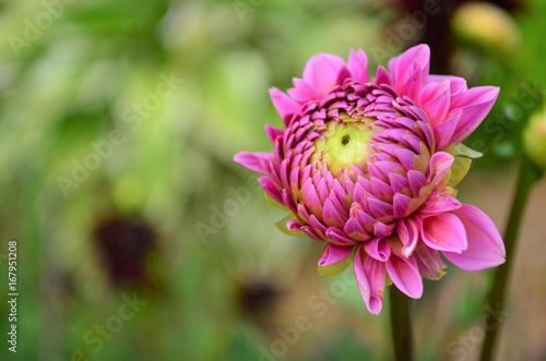 Fototapeta Naklejka Na Ścianę i Meble -  Pink dahlia beginning to bloom