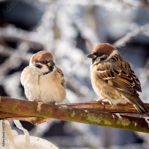 Sparrows sit on the branches in the winter