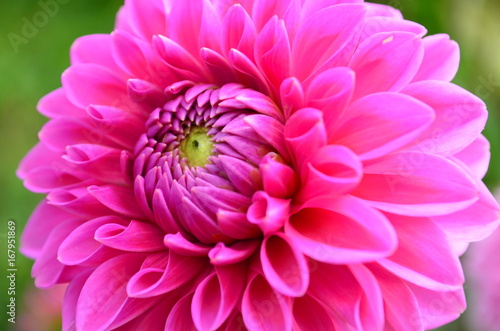 Fototapeta Naklejka Na Ścianę i Meble -  Bright Pink dahlia in full bloom
