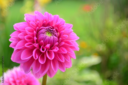 Fototapeta Naklejka Na Ścianę i Meble -  Bright Pink dahlia in full bloom