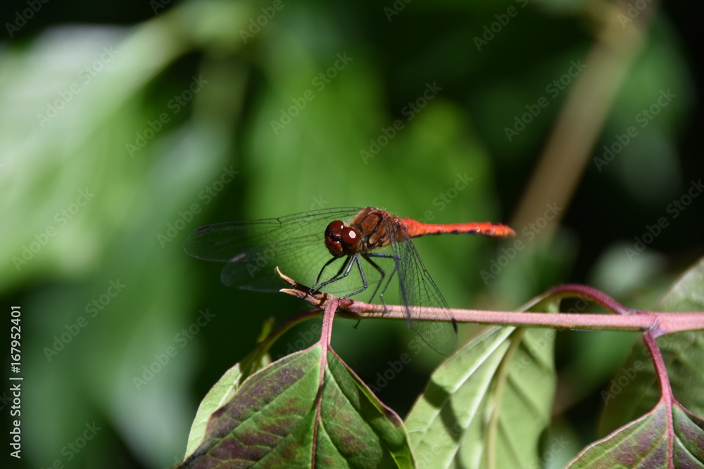 Weier, Tierwelt Weier, Tierwelt