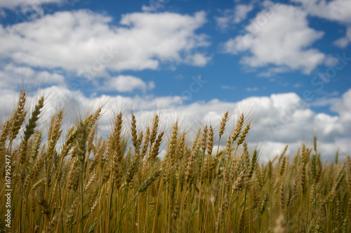 Spikes of rye on the background of a blue sky