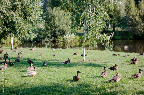 Flock of wild ducks on recreation park or zoo