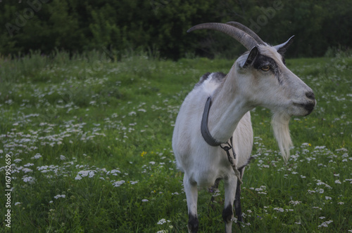Goat on a summer meadow