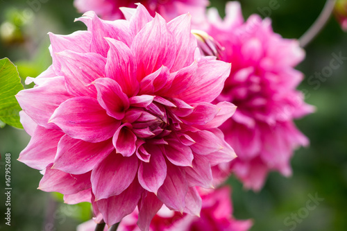 A large flower of daisies on a leaf in the garden, drops of dew