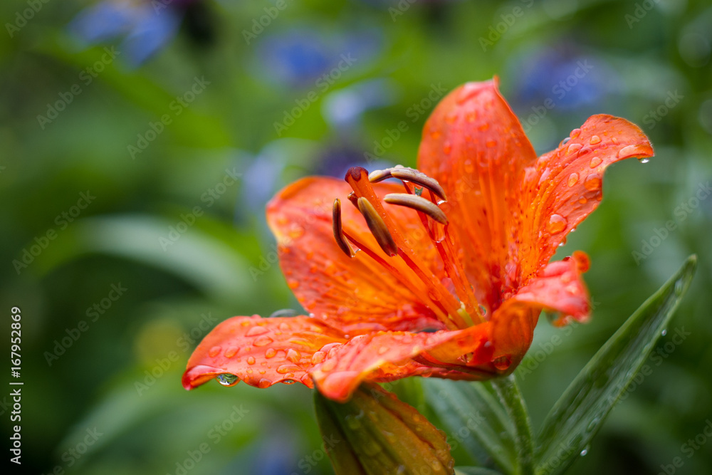 Flower lily on the grass in the garden, drops of dew, macro Flower lily on the grass in the garden, drops of dew, macro