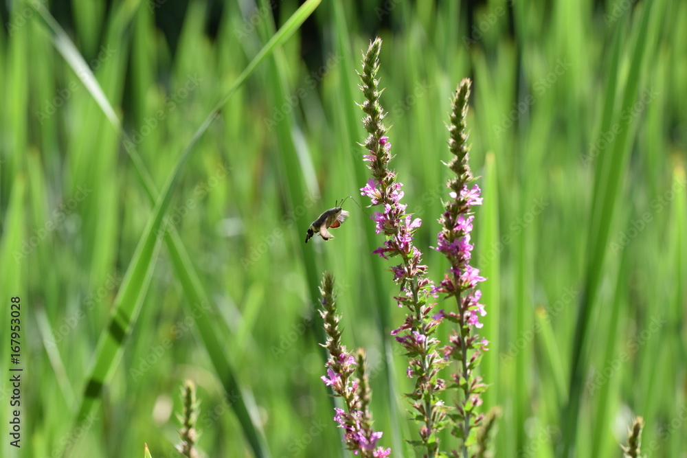 Weier, Tierwelt Weier, Tierwelt