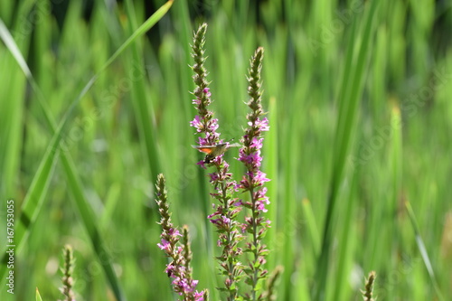 Weier, Insekten, Libellen