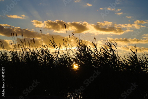 Reeds on a summer sunset on beach photo