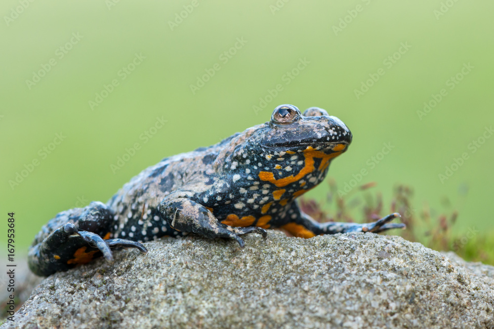 Obraz premium European fire-bellied toad - Bombina bombina