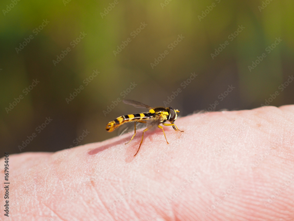 Fly Syrphidae on a person's hand. Macro Fly Syrphidae on a person's hand. Macro