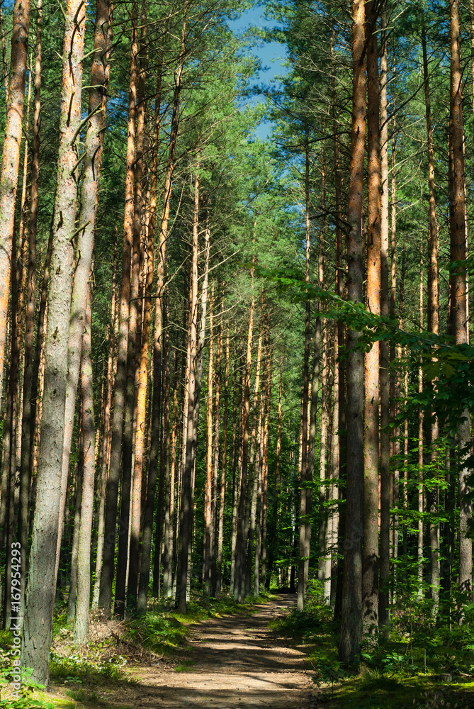 Green forest in summer sunshine