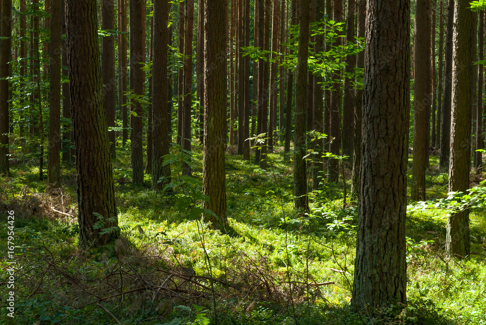 Green forest in summer sunshine Green forest in summer sunshine