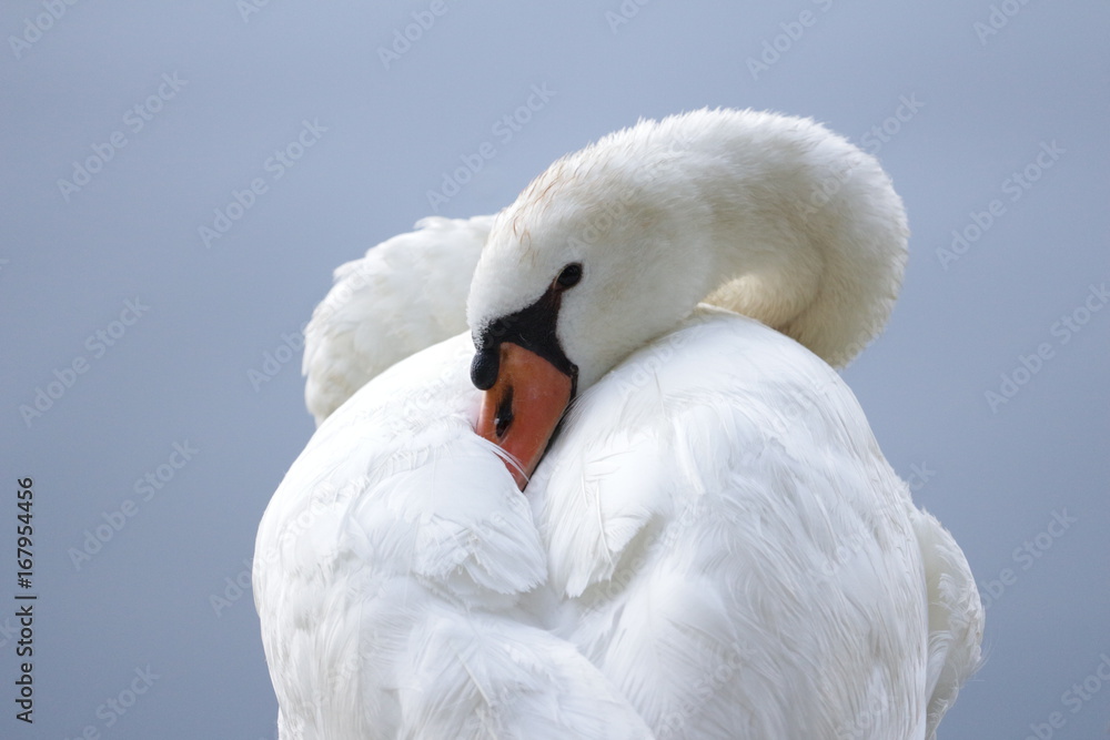 Obraz premium Sleepy Swan