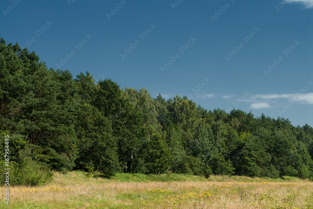 Green forest in summer sunshine