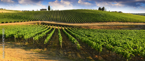 Beautiful landscape of Vineyards in Tuscany. Chianti region in summer season. Italy. photo
