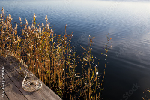 Bulrush