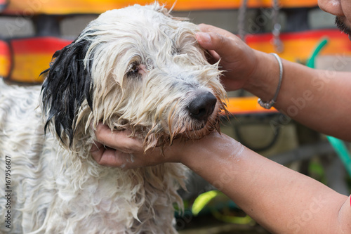 Cleaning dog photo