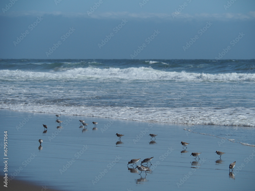 Snowy plovers picking at the ocean in Santa Cruz Snowy plovers picking at the ocean in Santa Cruz
