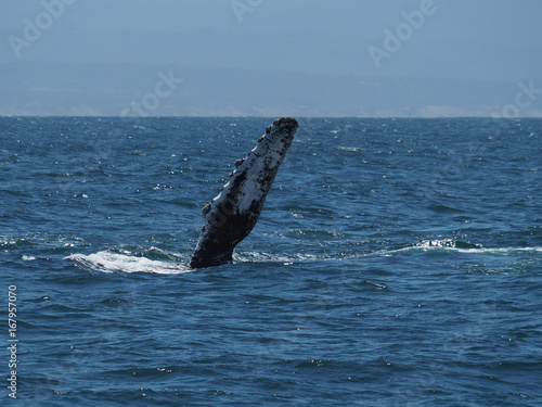 Fin of a humpback whale seen from a whale cruise © Sebastian