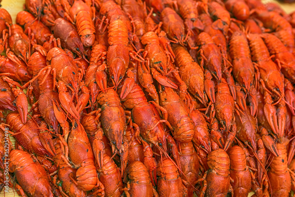 Fresh red boiled crawfish. Cooked crayfish with dill. Beer snack. Crayfish to beer. Fresh red boiled crawfish. Cooked crayfish with dill. Beer snack. Crayfish to beer.