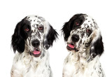 Portrait of an english setter dog looking