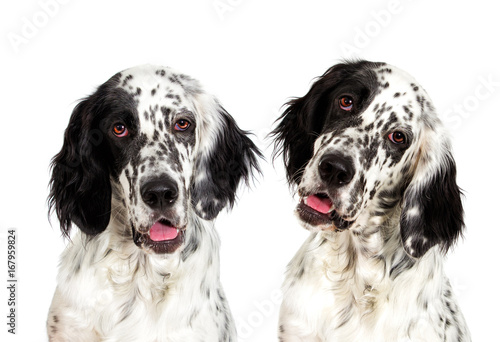 Portrait of an english setter dog looking photo