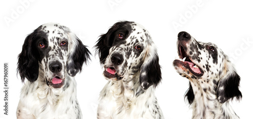 Tableau sur toile Portrait of an english setter dog looking