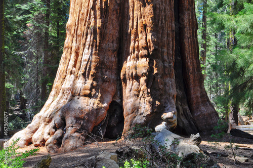 general sherman tree in sequoia park photo