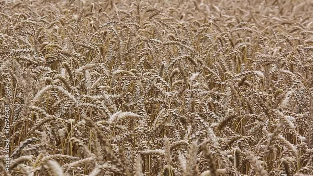Wheat field. Ears of golden wheat close up. Beautiful Nature Sunset Landscape. Rural Scenery under Shining Sunlight. Background of ripening ears of meadow wheat field. Rich harvest. Golden wheat field Wheat field. Ears of golden wheat close up. Beautiful Nature Sunset Landscape. Rural Scenery under Shining Sunlight. Background of ripening ears of meadow wheat field. Rich harvest. Golden wheat field