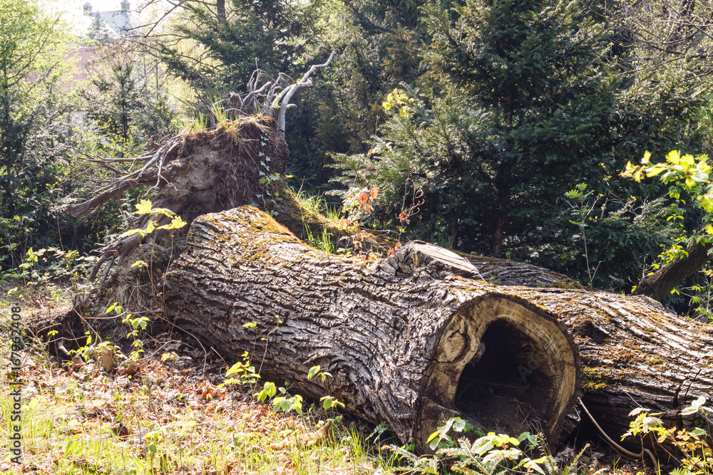 Fototapeta premium Baum