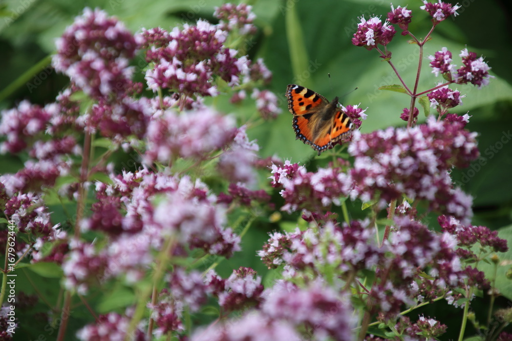 Butterfly on a pink oregano flower. Butterfly on a pink oregano flower.