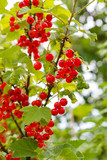 Juicy ripe red currant berries on bush branches with green leaves in the garden