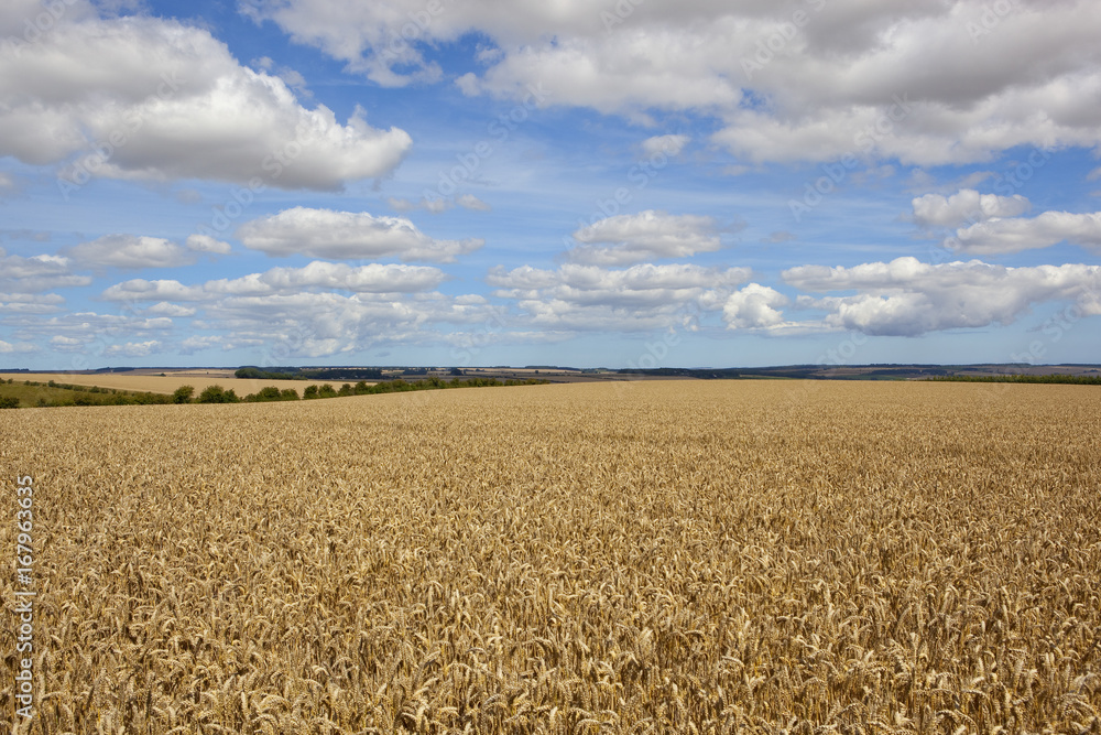 Fototapeta premium yorkshire wolds wheat fields