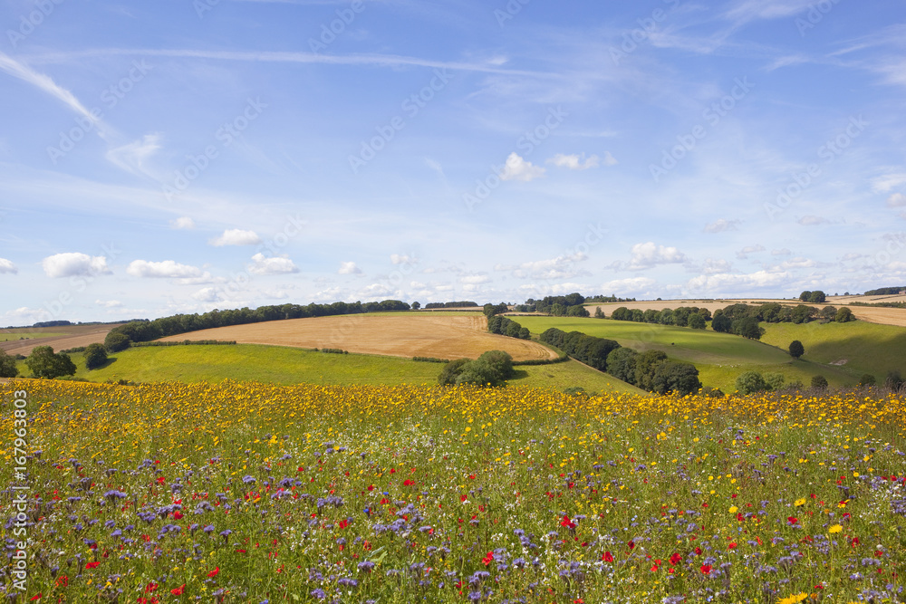 summer wildflowers